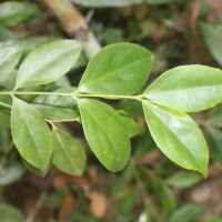 Euonymus walkeri Wight